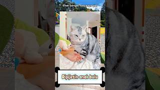 Anak Bulu Pintar Mijet funny cats shorts kucinglucu cats cat kucing ytshorts