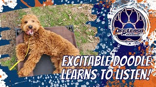 Asheville Dog Trainers - 8 Month Old Excitable Doodle Learns to Listen by Off Leash K9 Training of the South 19 views 10 days ago 7 minutes, 30 seconds