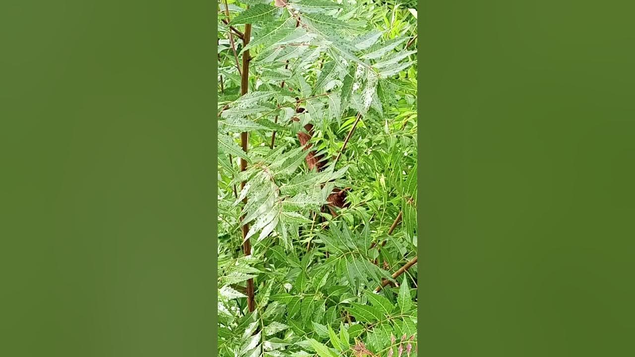 Spiritual and physical uses of Neem tree, YouTube