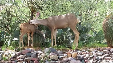 An amazing moment of tenderness between buck and f...