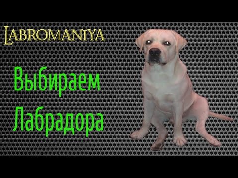 Как выбирать щенка лабрадораописание и советы