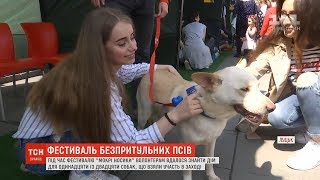"Мокрі носики": у Луцьку вперше відбувся фестиваль безпритульних собак "Мокрі носики": у Луцьку вперше відбувся фестиваль безпритульних собак