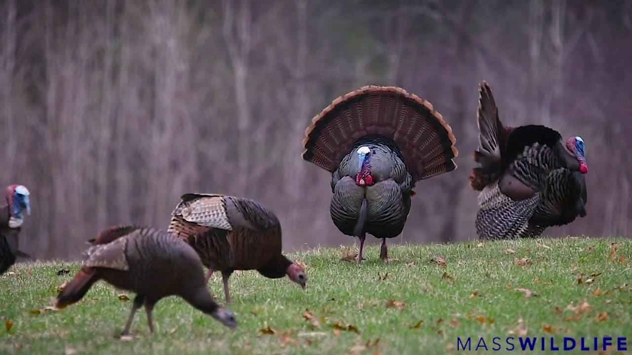 Turkeys in the Spring YouTube