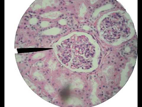 Histology for Beginners