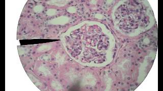 Histology for Beginners