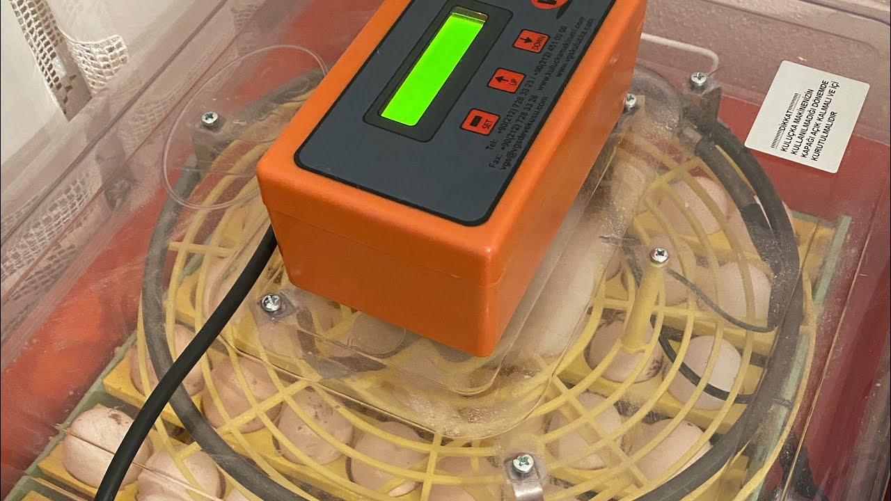 YENİ CİVCİVLERİMİZ ÇIKTI! Koyunlara Komşu Oldular #vgs