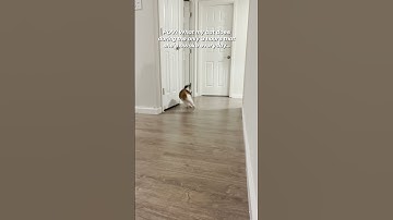 What my cat does when she’s awake 😅 #shorts #calicocat