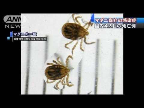 有効なワクチンなし・・・マダニ感染症4人目の死亡例（13/02/19）