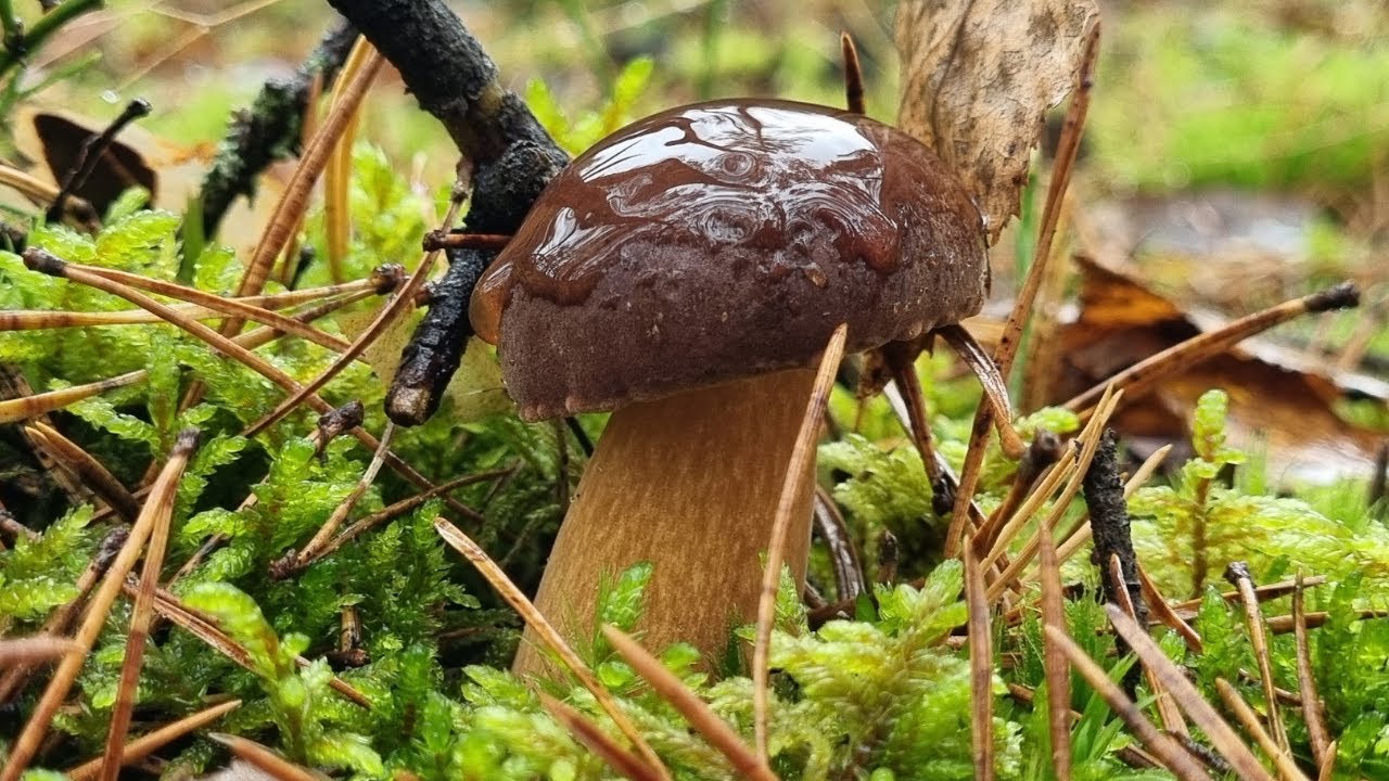 PODGRZYBKI w NATARCIU - 2,5 GODZINY ponad 150 SZTUK!!! Jaka ZDROWOTNOŚĆ TYCH GRZYBÓW??? 🍄‍🟫🍄‍🟫🍄‍🟫