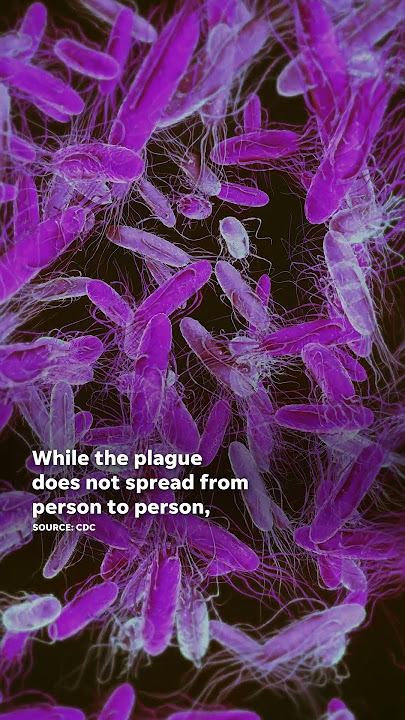 Why bubonic plague lingers in US: 'Black Death' symptoms and treatment. #Shorts