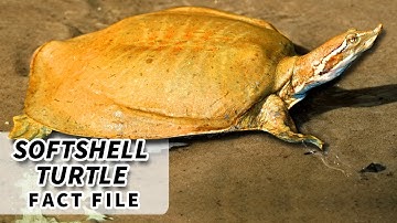 Softshell Turtle Facts: BIGGEST freshwater TURTLE | Animal Fact Files