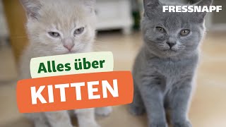 Live: Meine Katze kriegt ihr erster Wurf Babys es ist soweit Katzengeburt / 子猫