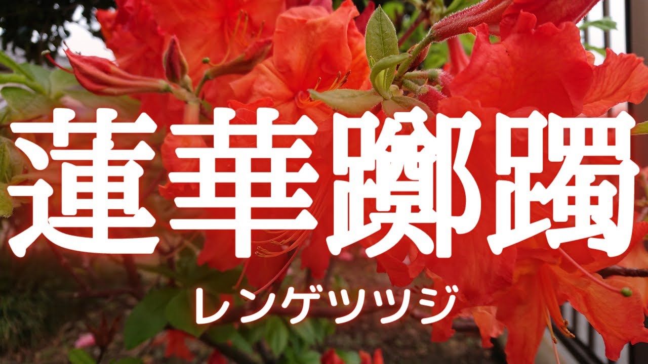レンゲツツジ 蓮華躑躅 の花言葉は 情熱 堅実 初夏を感じさせる花である Rhododendron Molle Azalea 撮影日時 22 04 27 13 42 Youtube