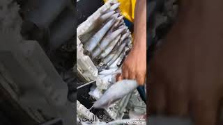 طريقة ترتيب و اعداد سمك الحبار بطريقة حرفية و عملية الحياة moroco moroccan