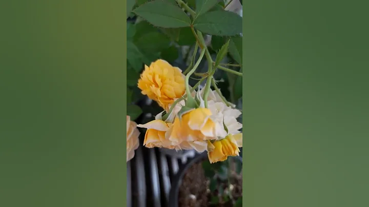 jeri jennings rose