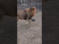 Me and my lion playing around!!!