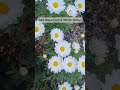 함께 피어 더 예쁜 꽃들😊🪷🌻“Flowers that bloom together are even more beautiful.” #자연힐링 #flowers