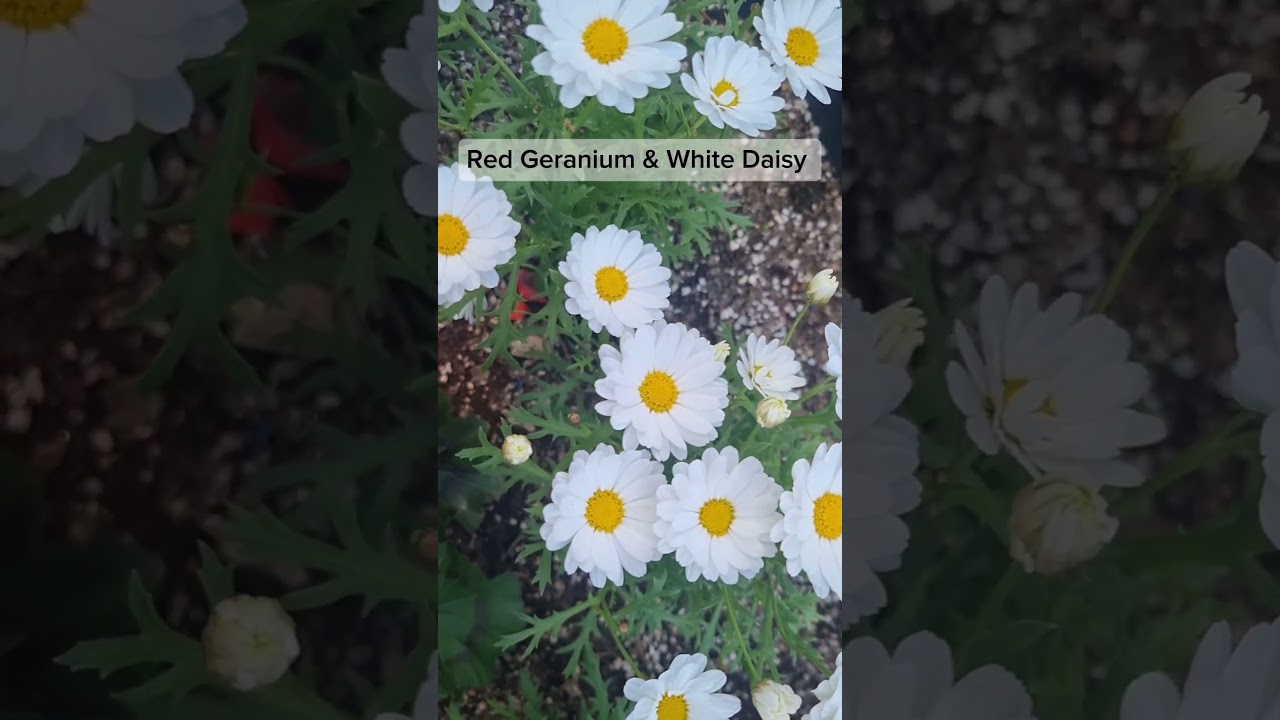 함께 피어 더 예쁜 꽃들😊🪷🌻“Flowers that bloom together are even more beautiful.” #자연힐링 #flowers