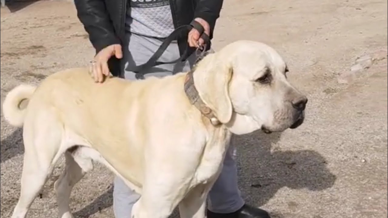 KANGAL KÖPEKLERİNİ MEŞHUR EDEN; AKSARAY MALAKLI KÖPEKLERİ YouTube
