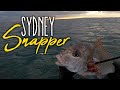 Spearfishing sydney snapper