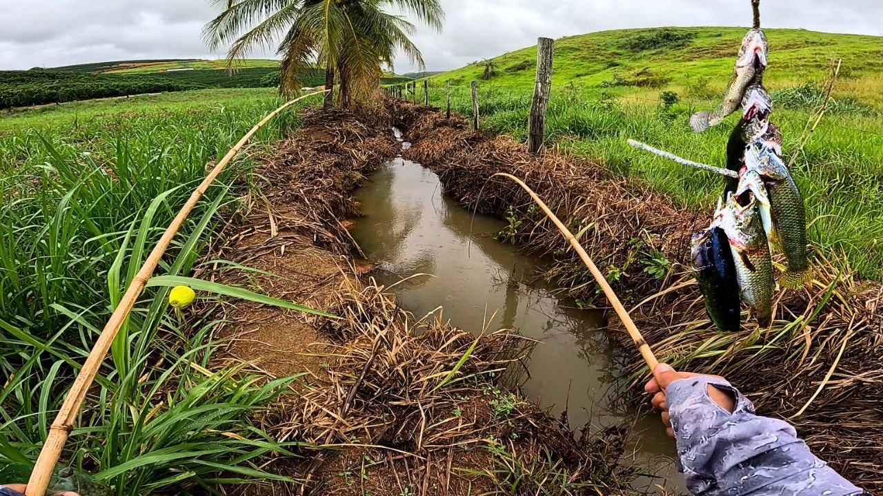 VARINHA DE BAMBU NO CORREGO CAÇANDO AS TRAÍRAS! Pescaria Caipira