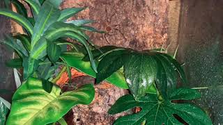 Jungle Enclosure Tour Brazilian Wandering Spider Phoneutria Fera