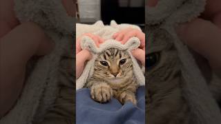 猫の型のアラブの効果 #cat #猫 #ねこ