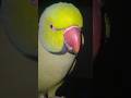 Parrot talking 🦜🧿#foryou #parrotlover #birds #viralshort