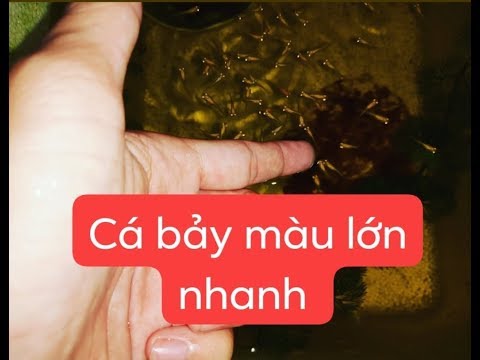 Cá Guppy con mau lớn nhờ 3 bước này|Mr Mén TV!