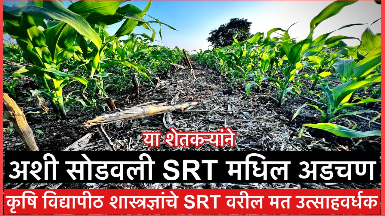 मक्याची कुट्टी केली अन् SRT मध्ये अडचन आली 