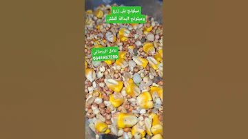 ميلونج ل تغير الريش الحمام الزاجل Buchon Jiennense الحمام الخينيسي 