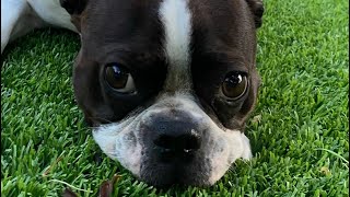 Funny Boston Terrier Has the Zoomies!