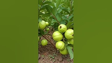 🌿Grow Guava Tree FAST with These Pro Tips #guava #fruittree #gardening