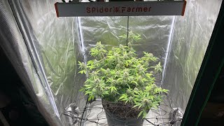 Indoor grow: Humboldt Blueberry Muffin using Spider Farmer G-3000
