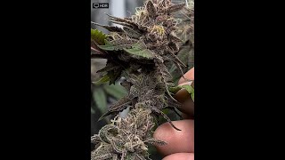 Breeding Cannabis - How to Breed Cannabis 101 (Full Video) Cannabis Sex Reversal