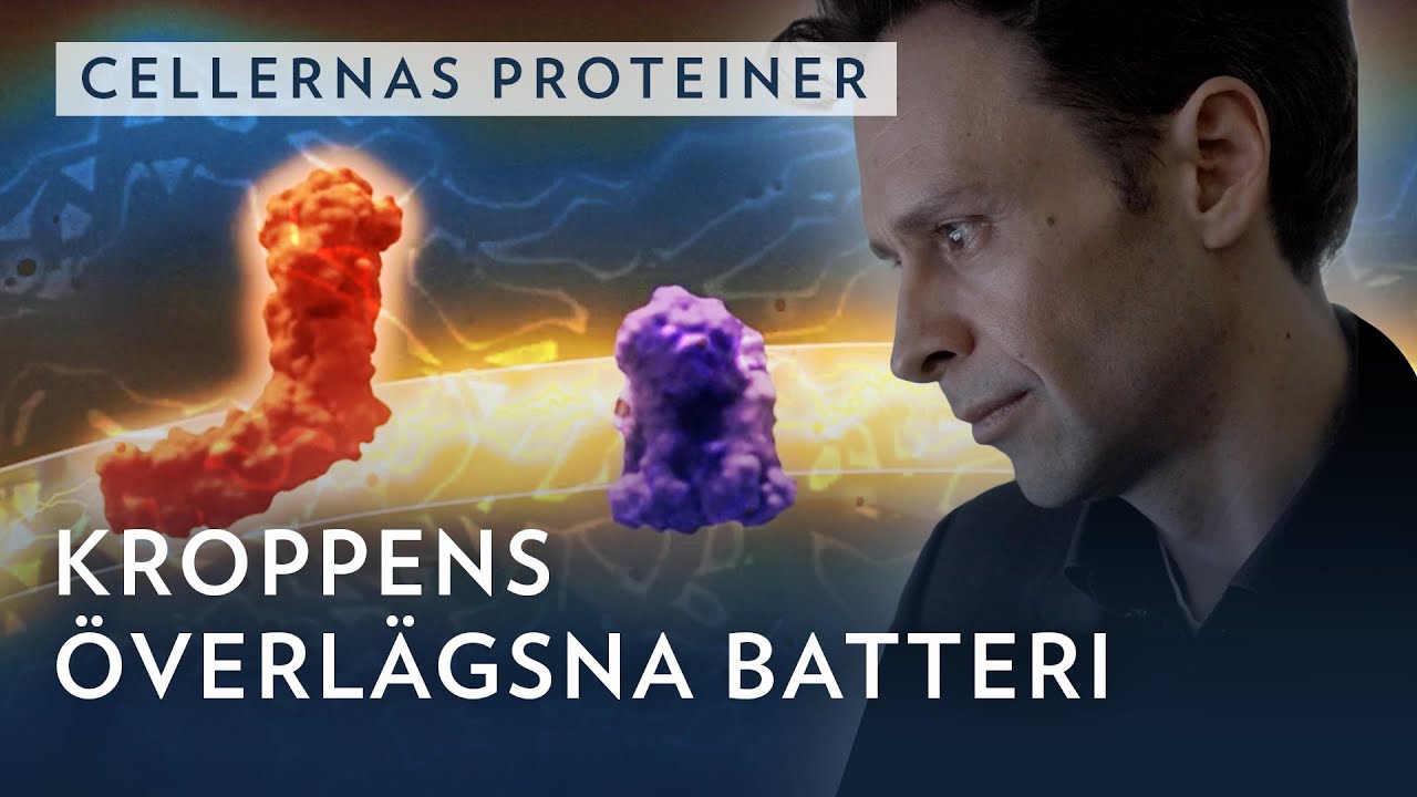 Han vill avslöja hemligheten bakom kroppens batteri