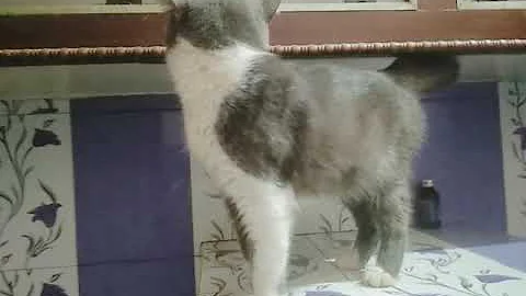 Watch the video about Exotic shorthair cat MORADABAD