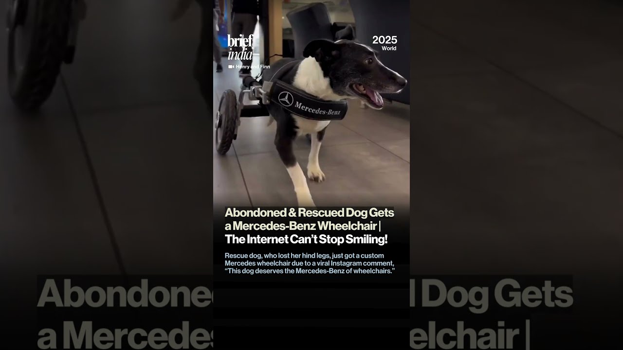 Dog Gets A Mercedes Benz Wheelchair The Internet Can T Stop Smiling 