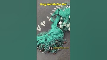 Mullet Net dragnet in New Zealand  much stronger