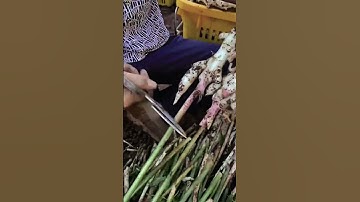 Trik Cerdas Alat Super Tajam Untuk Memotong Batang Jahe Dengan Mudah Dan Cepat #shorts