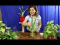 Tutorial cómo cuidar plantas de Interior, que se cultivan en agua. liclonny