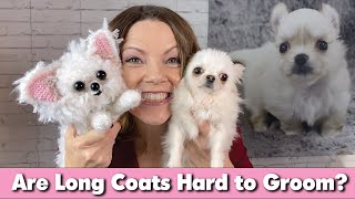 Are Long Coat Chihuahuas Really Hard to Groom?