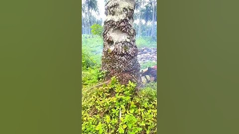 cutting down coconut tree#lumberjack#cuttingdowntrees#coconuttree