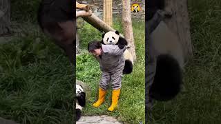 The Nanny Aunt Works So Hard Caring For The Pandas사육사 이모가 판다들을 부지런히 돌봐요