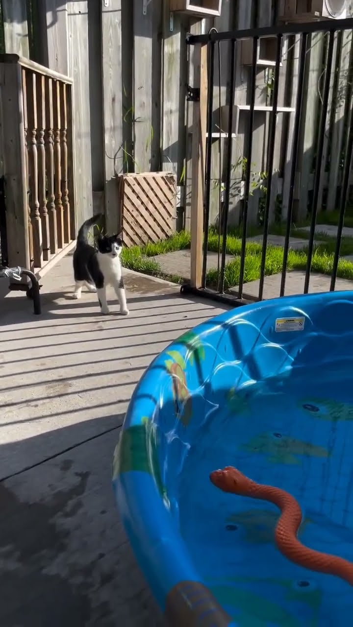 Très drôle le chat