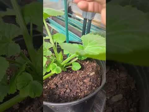 Video: Caring For Container Squash - Plantera squash i krukor