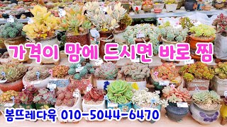 240305#봄뜨레다육 상학 블루엘프 라울 아란타 부용 줄리아나 핑크베라 고사옹돌기 마블금 핑클루비 헬리아