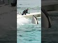 名称 23 09 26, ラビーちゃんの脳トレをする、匠トレーナーさん、#shorts #killer #잉어 #鴨川シーワールド #orca #シャチ #鯱 #シャチパフォーマンス #水族館