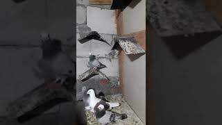 Akbaş Sabuni Sarı Kalemli Baskalar