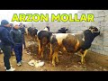 BOSHQA BOZOR NARXLARIDAN ARZON EKAN // SURXONDARYO UZUN JUMA MOL BOZORI